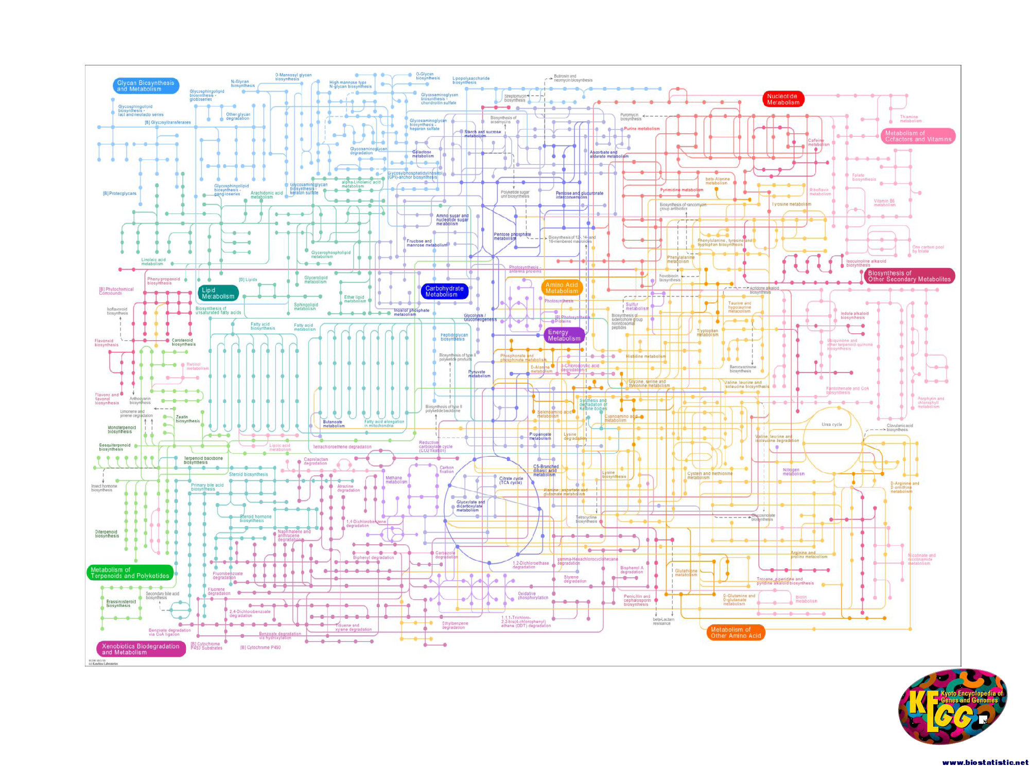 KEGG简介_页面_19.png