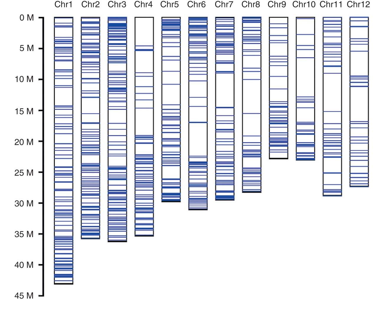 Development of genomics-based genotyping platforms and their applications in ric.jpg